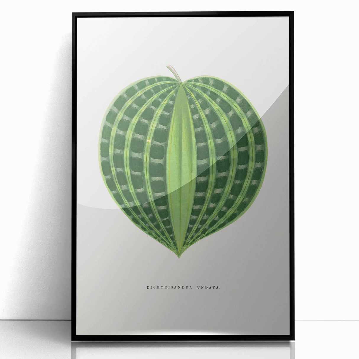 Romanticism Art: Dichorisandra Undata Botanical Illustration
