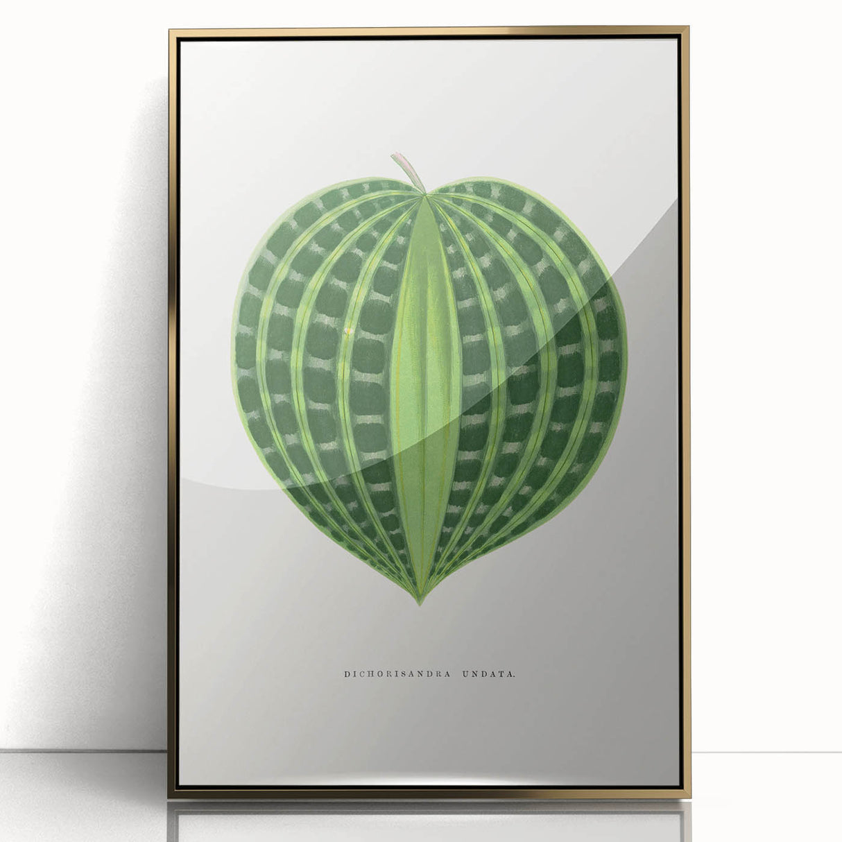 Romanticism Art: Dichorisandra Undata Botanical Illustration
