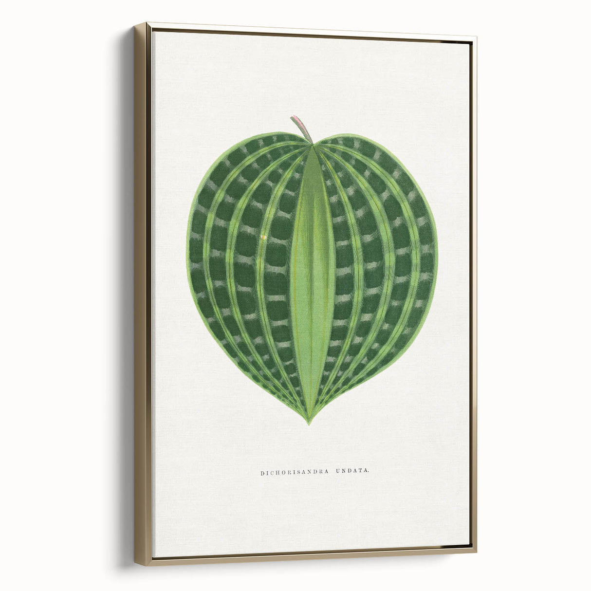 Romanticism Art: Dichorisandra Undata Botanical Illustration