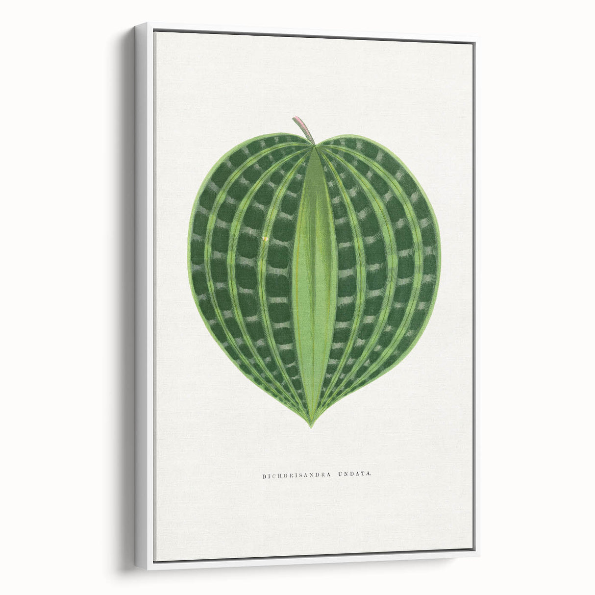 Romanticism Art: Dichorisandra Undata Botanical Illustration