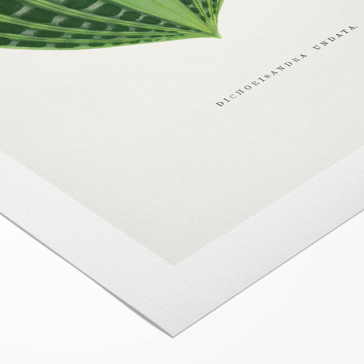 Romanticism Art: Dichorisandra Undata Botanical Illustration