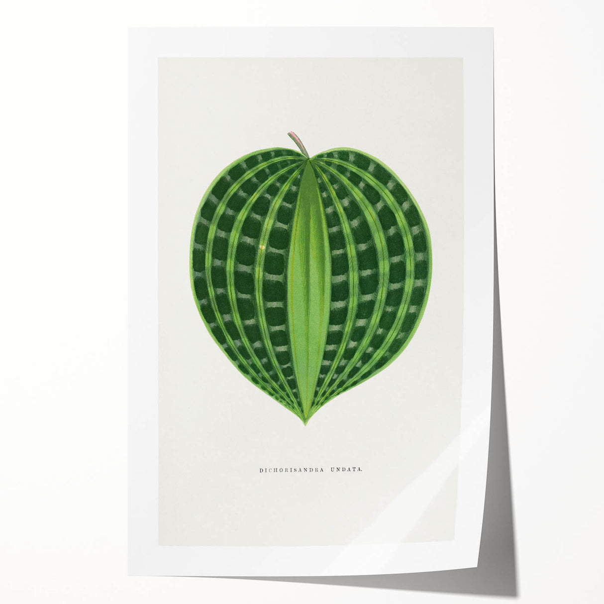 Romanticism Art: Dichorisandra Undata Botanical Illustration