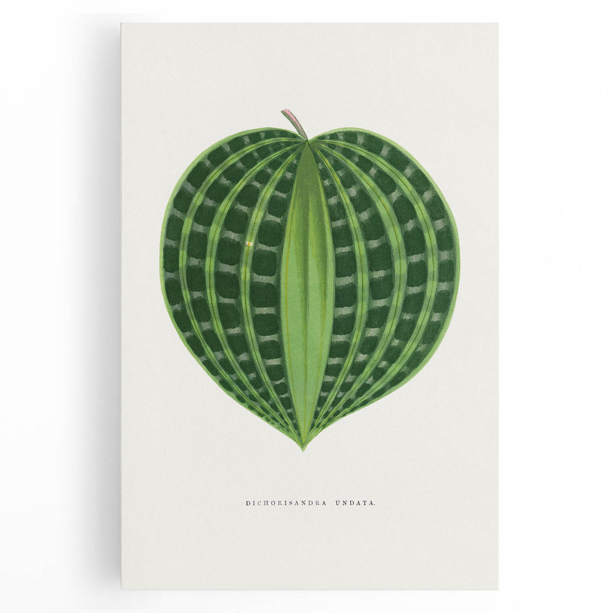 Romanticism Art: Dichorisandra Undata Botanical Illustration
