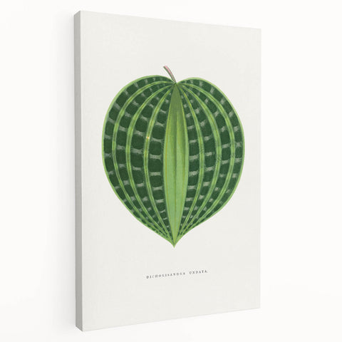 Romanticism Art: Dichorisandra Undata Botanical Illustration