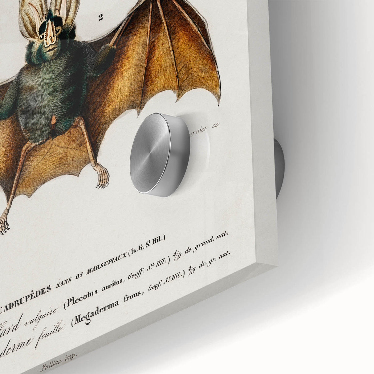 Romanticism Art: Plecotus Bat Scientific Illustration