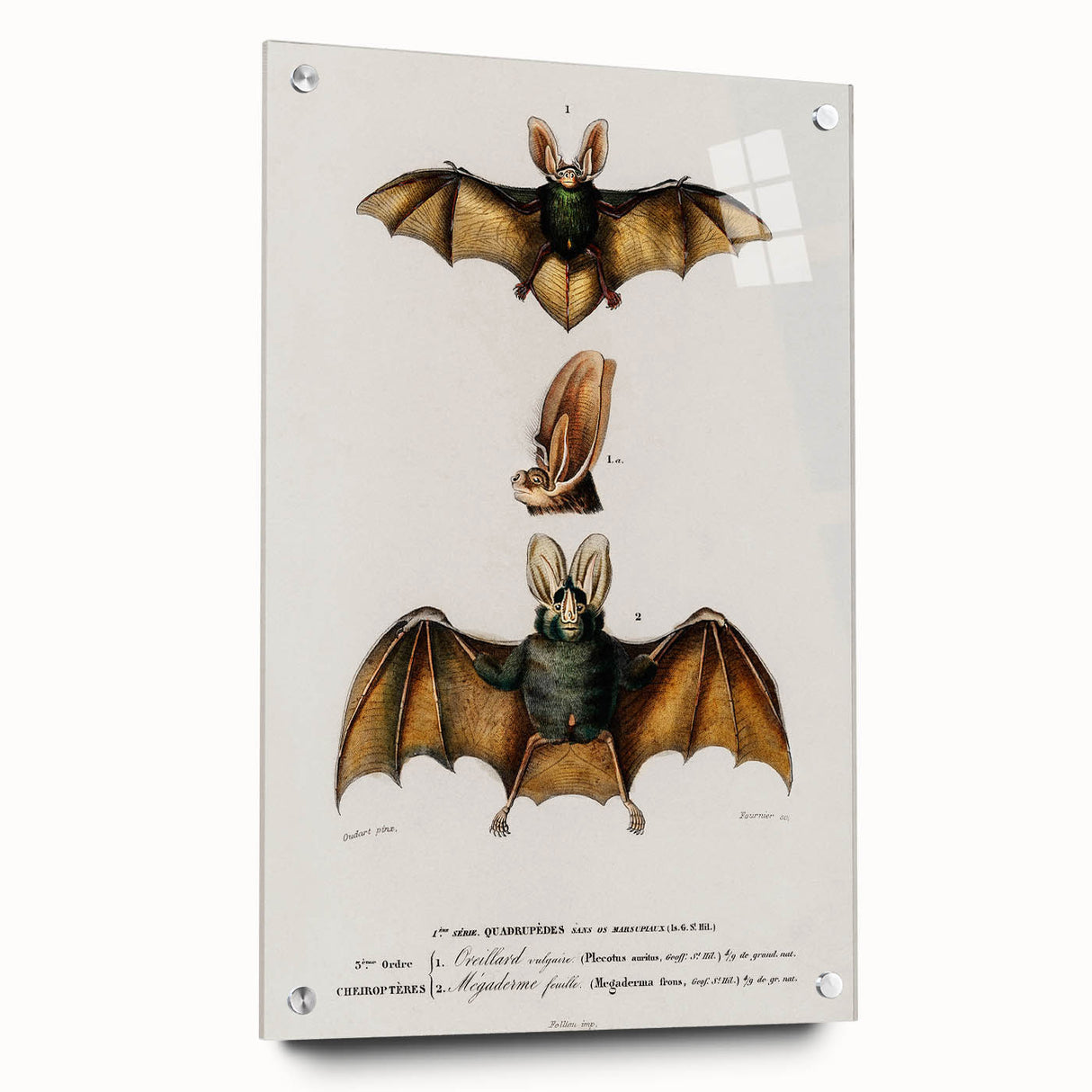 Romanticism Art: Plecotus Bat Scientific Illustration