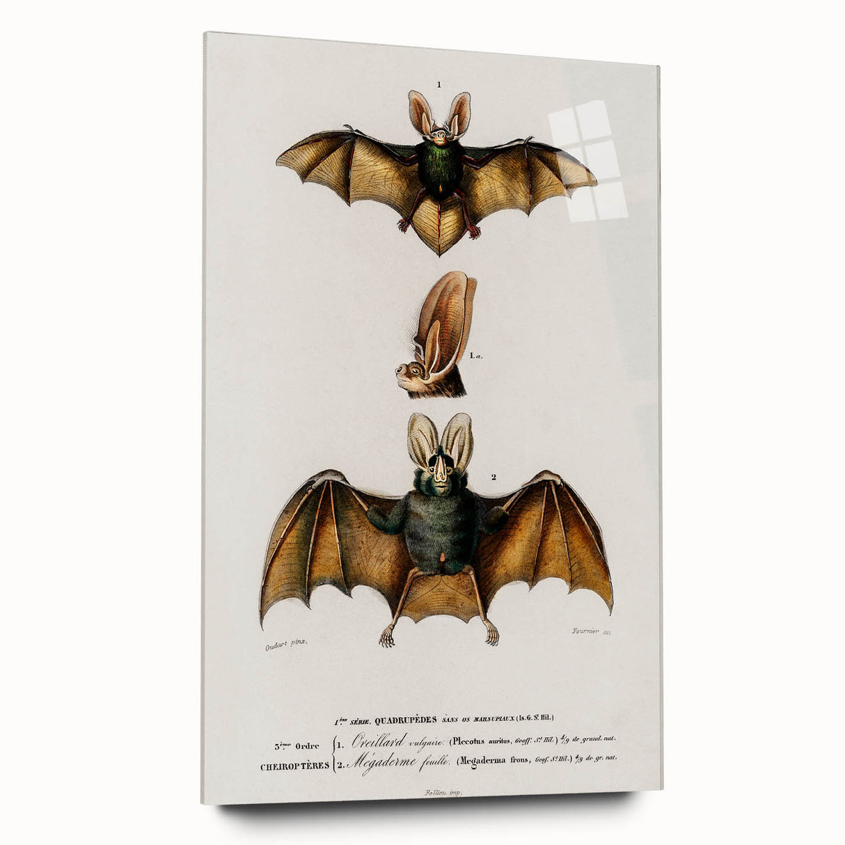 Romanticism Art: Plecotus Bat Scientific Illustration