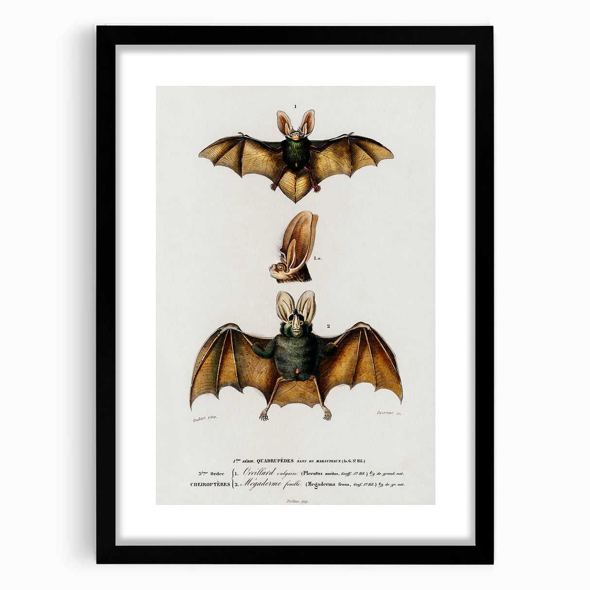 Romanticism Art: Plecotus Bat Scientific Illustration