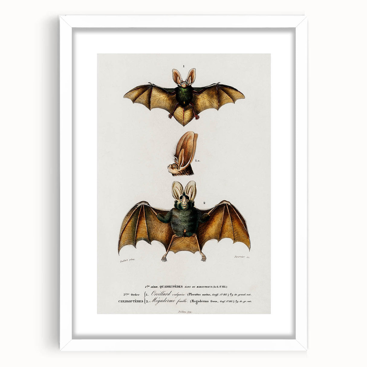 Romanticism Art: Plecotus Bat Scientific Illustration