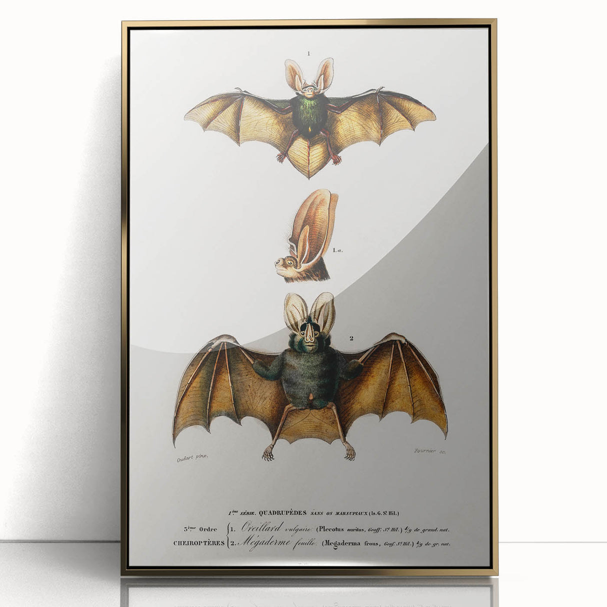 Romanticism Art: Plecotus Bat Scientific Illustration