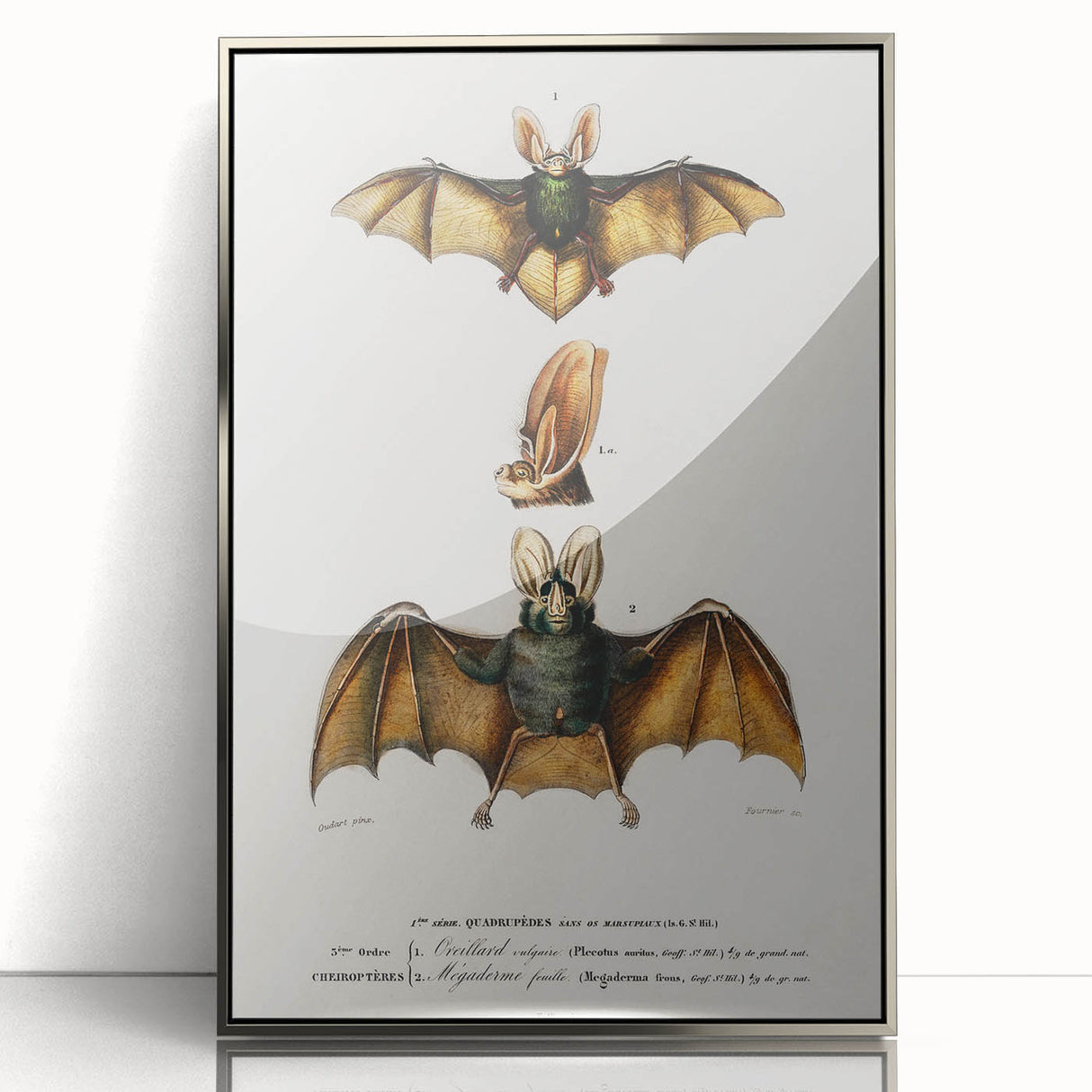 Romanticism Art: Plecotus Bat Scientific Illustration