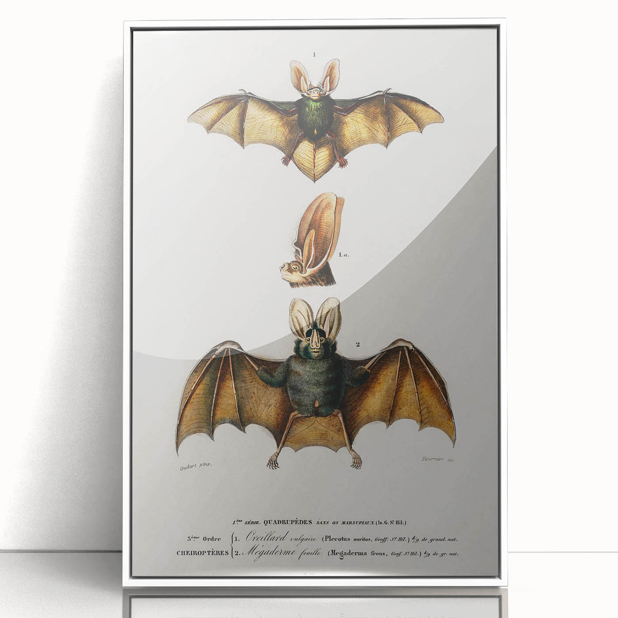 Romanticism Art: Plecotus Bat Scientific Illustration