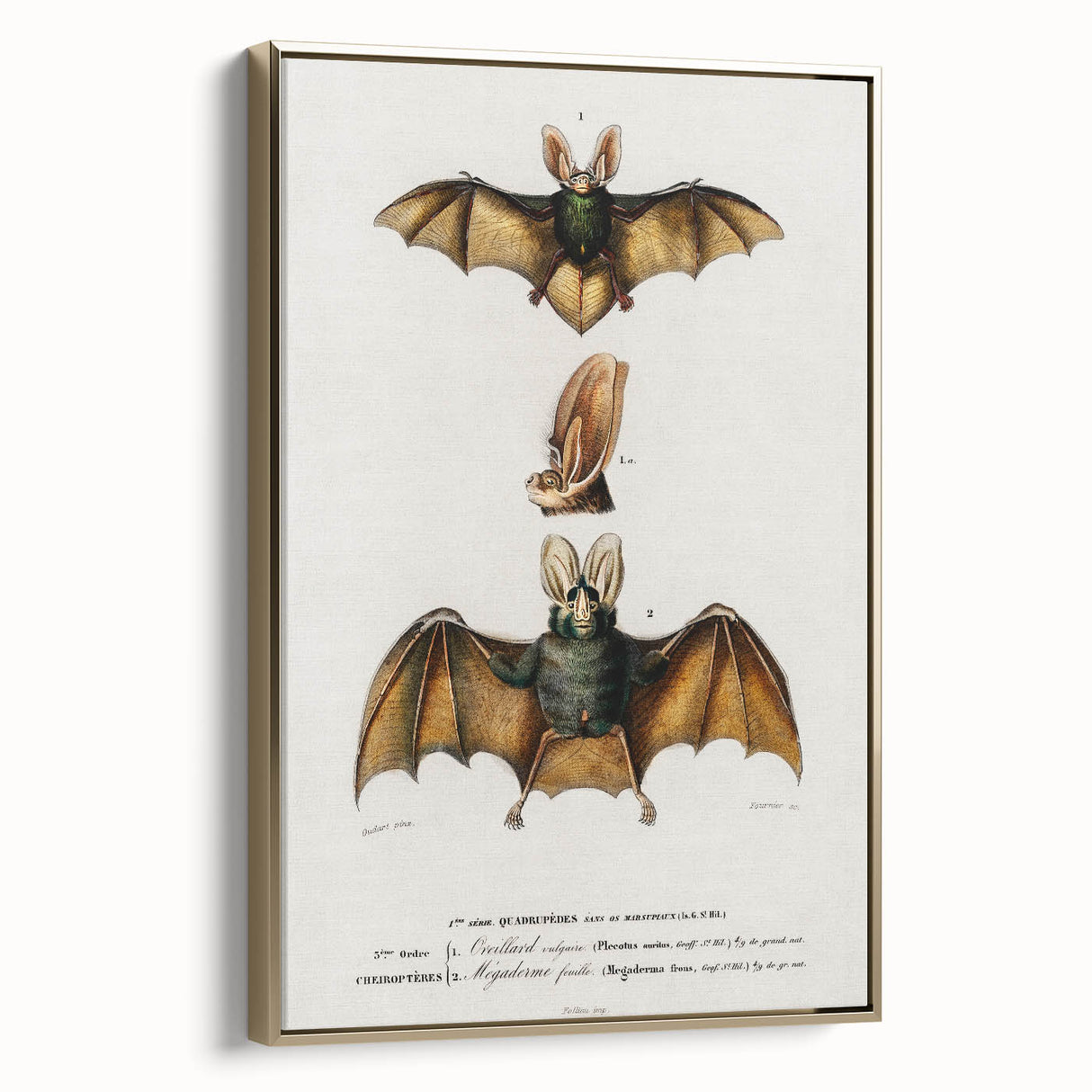 Romanticism Art: Plecotus Bat Scientific Illustration