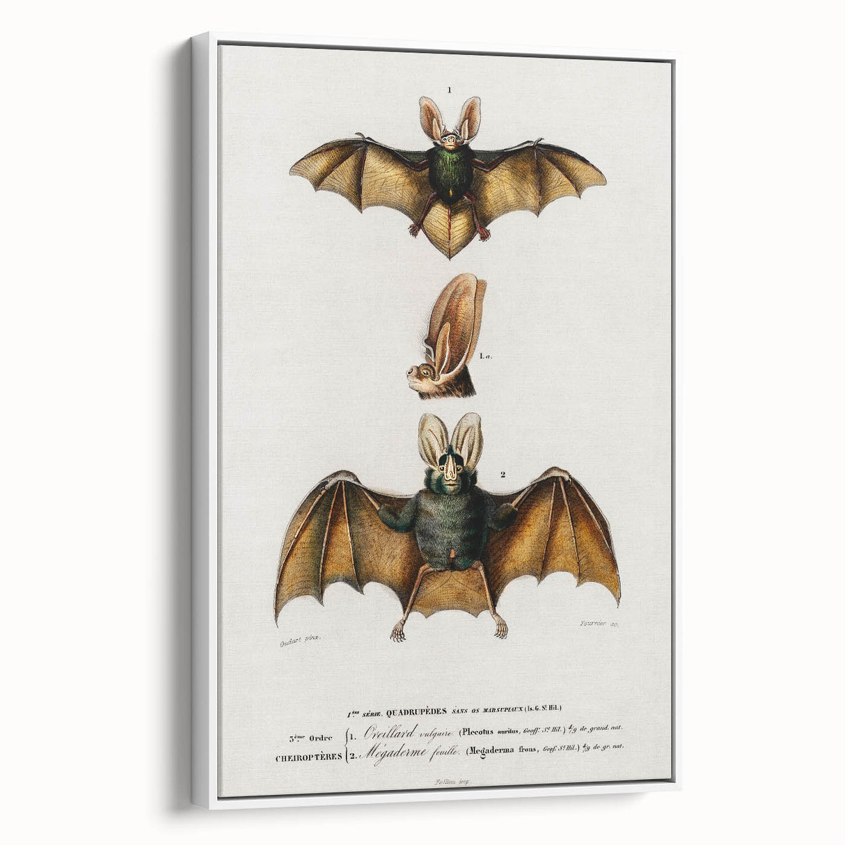 Romanticism Art: Plecotus Bat Scientific Illustration