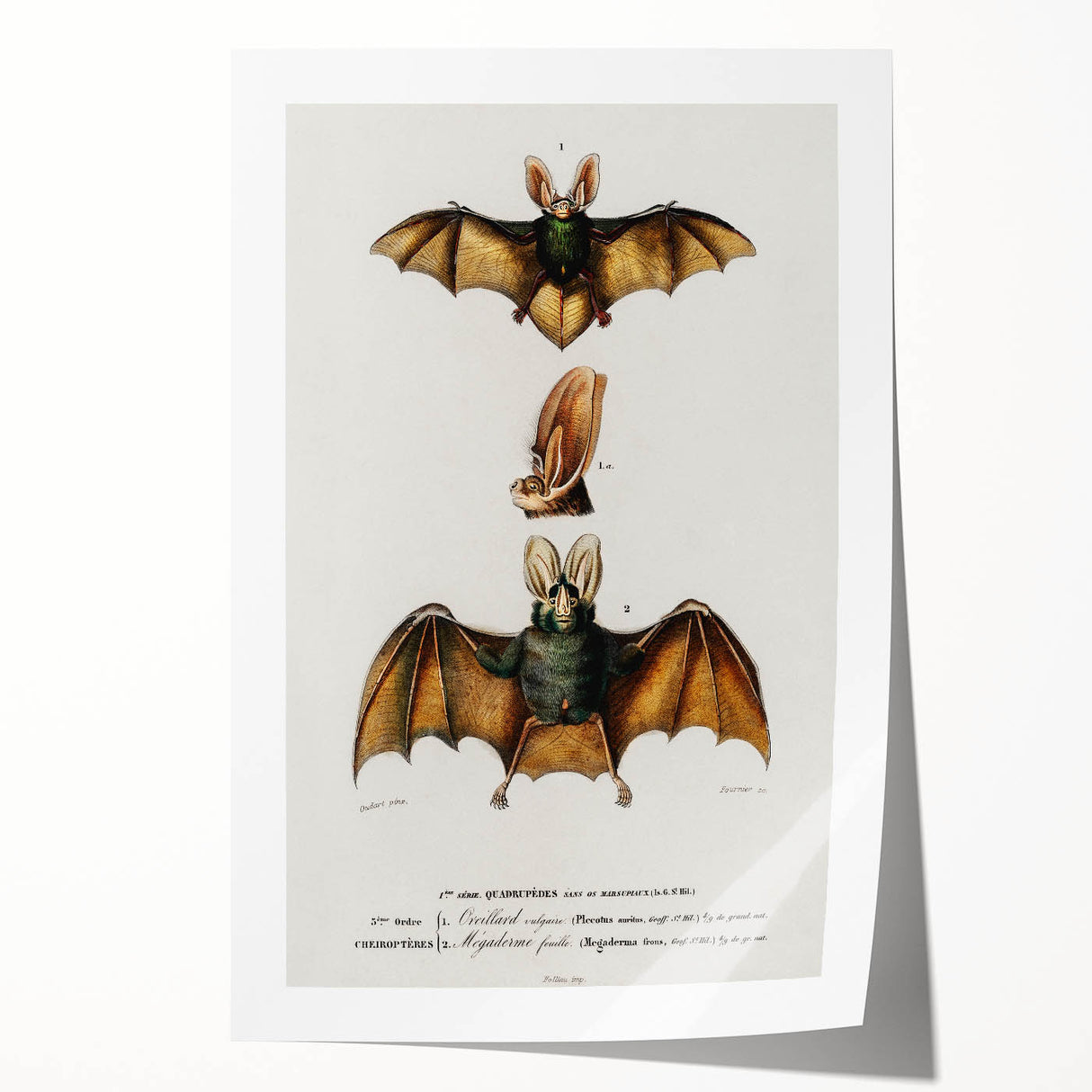 Romanticism Art: Plecotus Bat Scientific Illustration