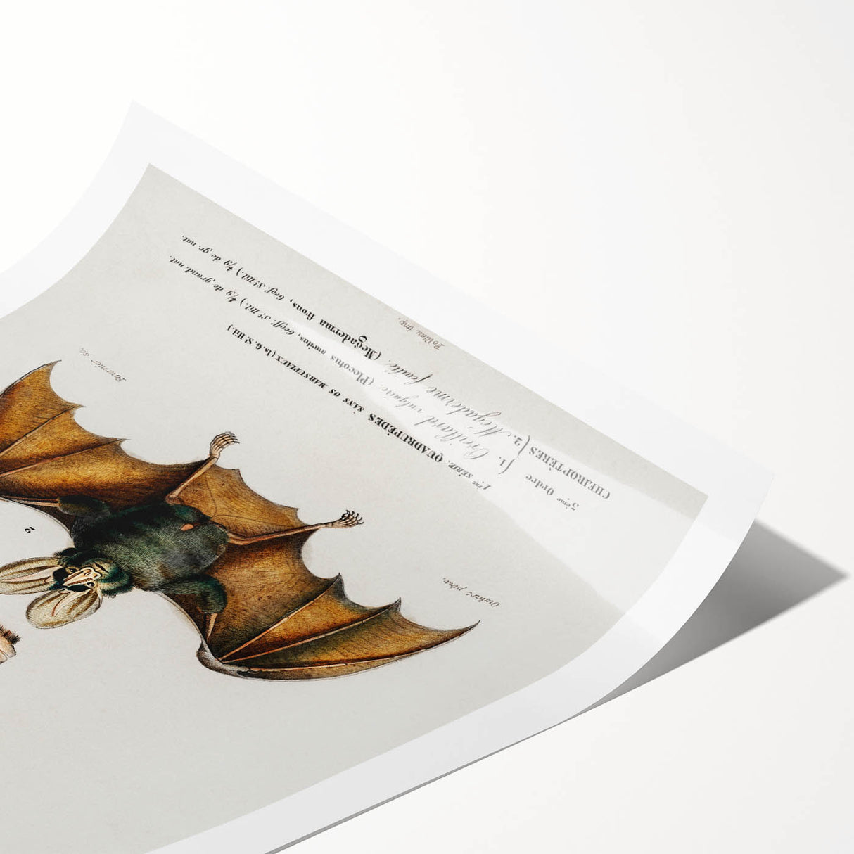 Romanticism Art: Plecotus Bat Scientific Illustration