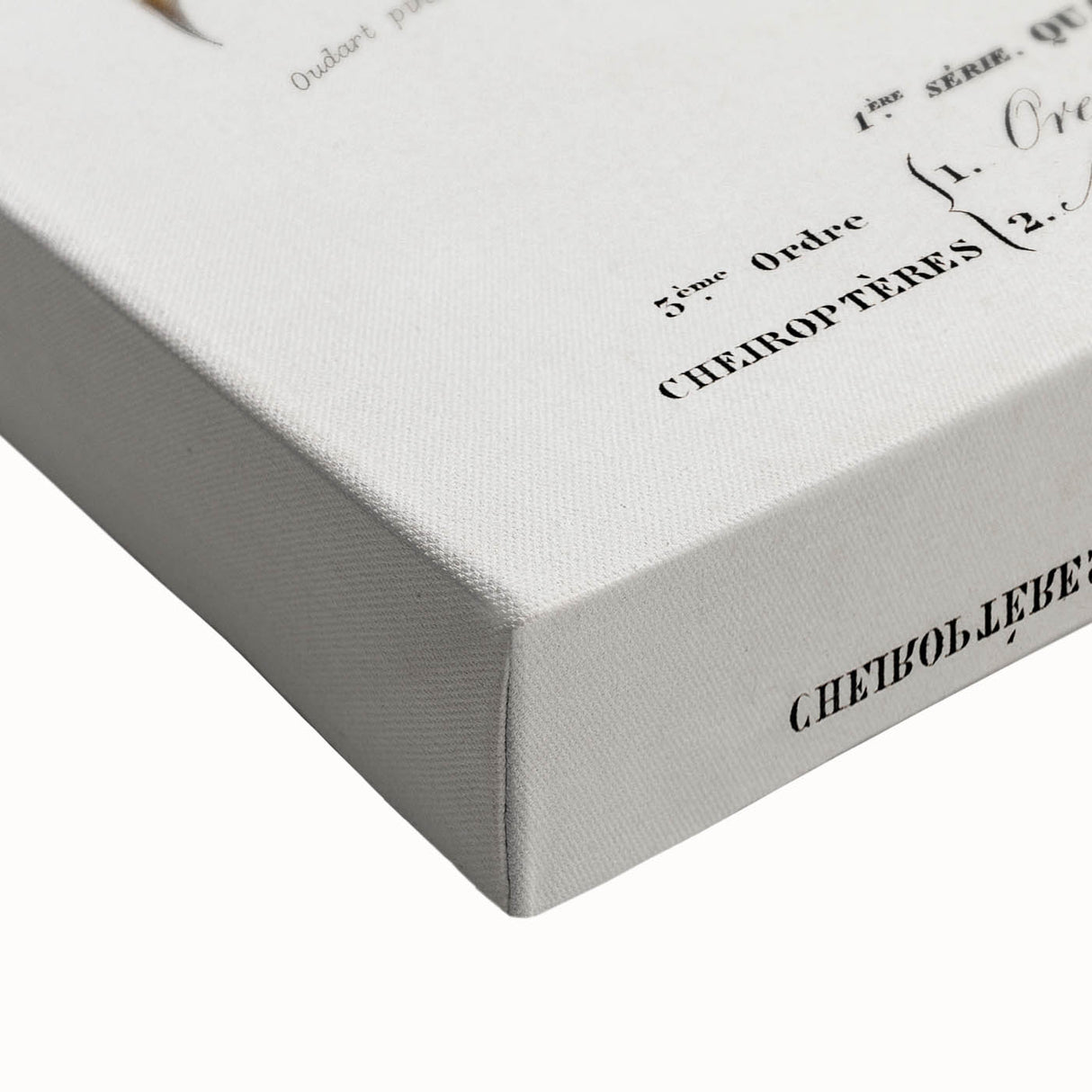 Romanticism Art: Plecotus Bat Scientific Illustration