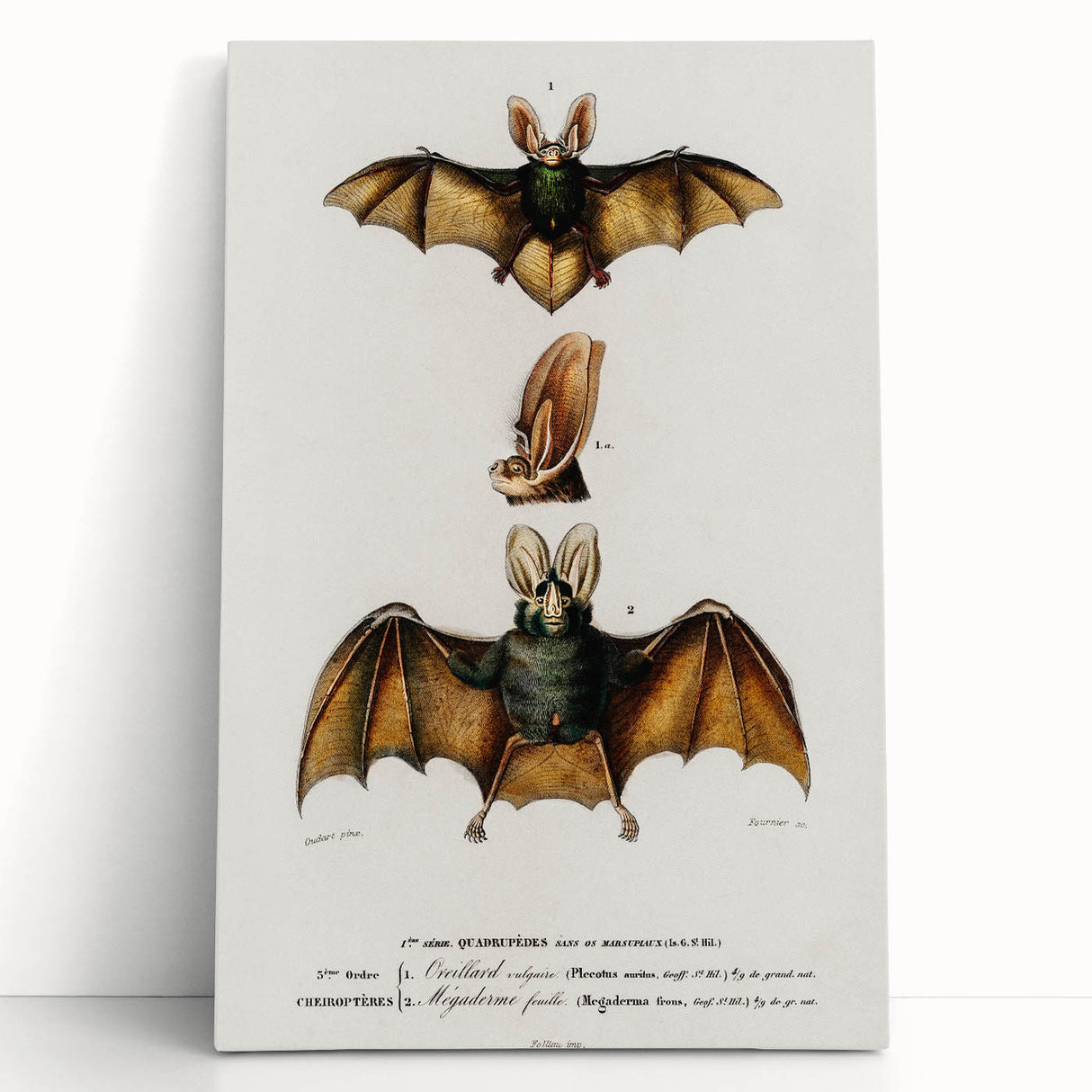 Romanticism Art: Plecotus Bat Scientific Illustration