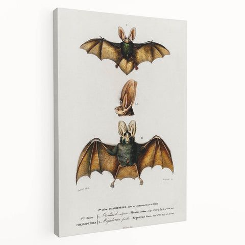 Romanticism Art: Plecotus Bat Scientific Illustration