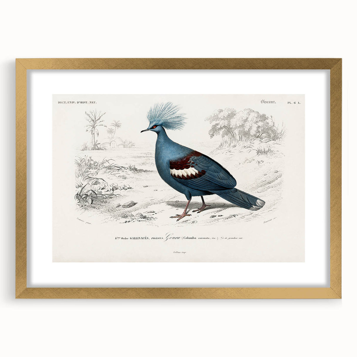 Romanticism Art: Crowned Pigeon (Goura) Illustration