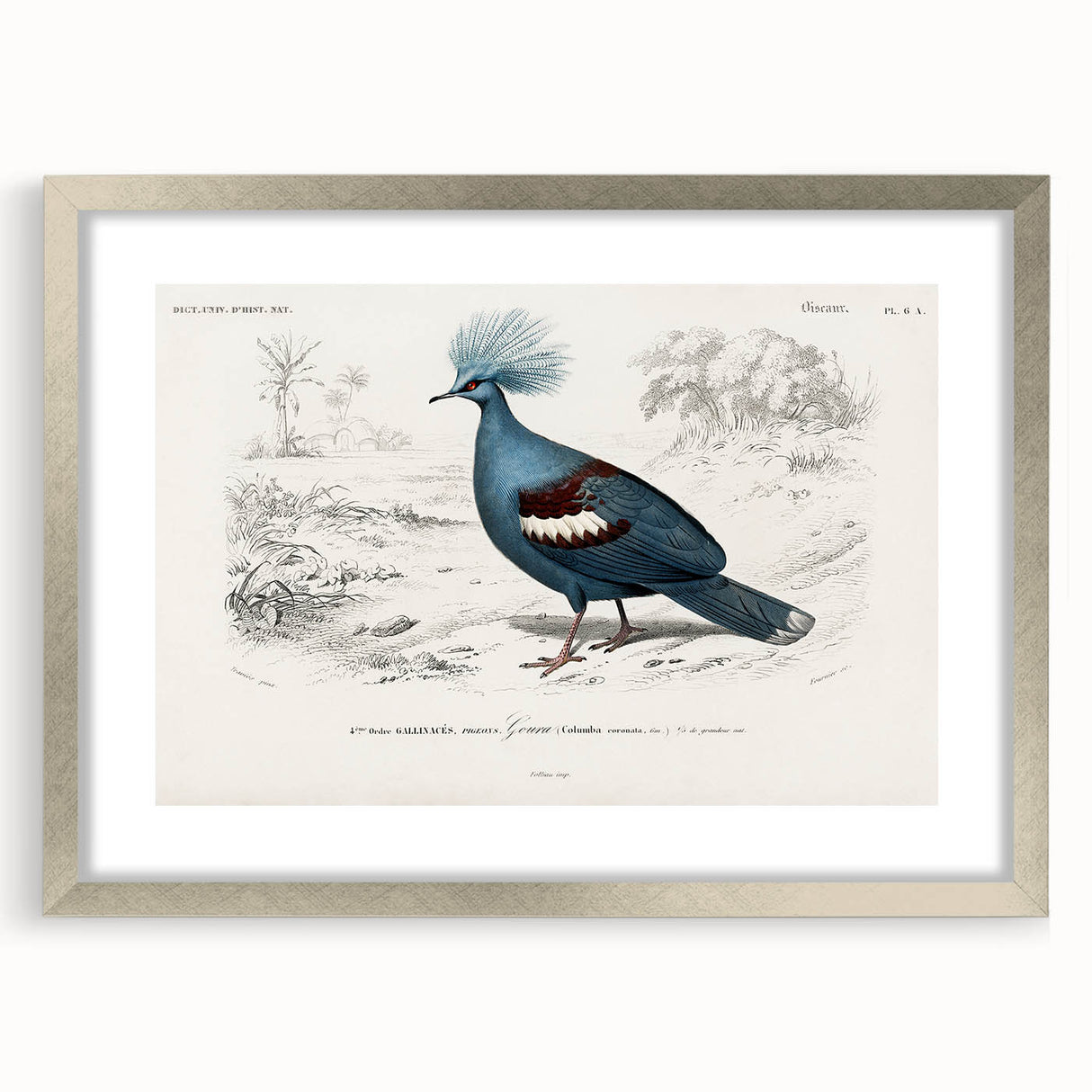Romanticism Art: Crowned Pigeon (Goura) Illustration