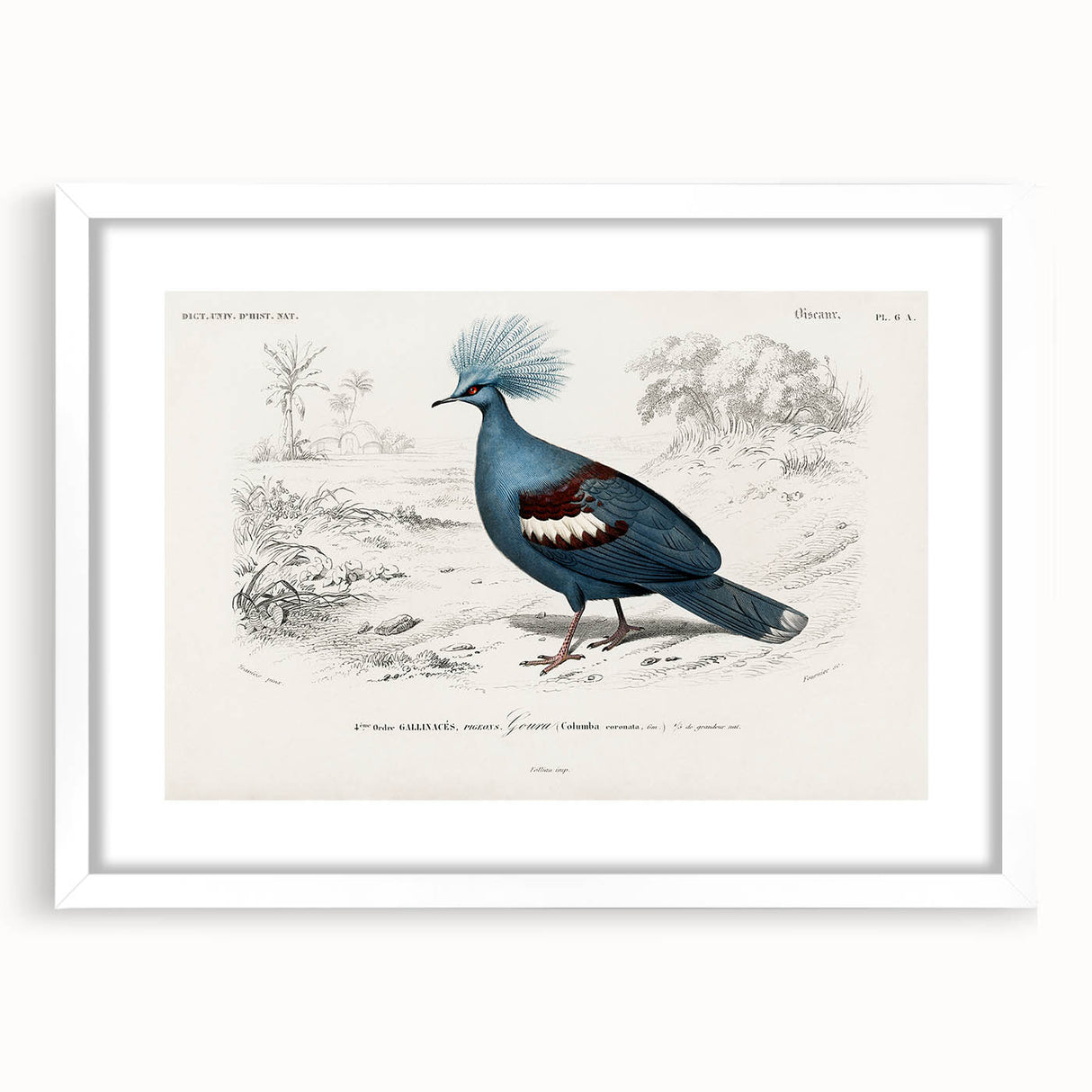 Romanticism Art: Crowned Pigeon (Goura) Illustration