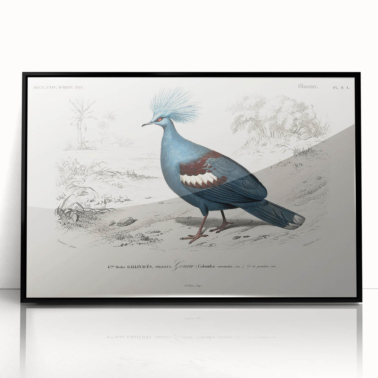 Romanticism Art: Crowned Pigeon (Goura) Illustration