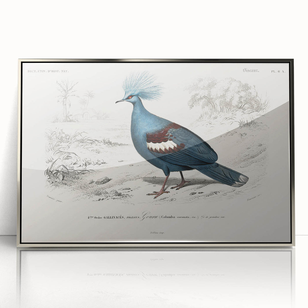 Romanticism Art: Crowned Pigeon (Goura) Illustration