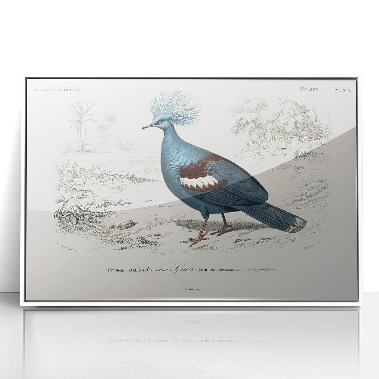 Romanticism Art: Crowned Pigeon (Goura) Illustration