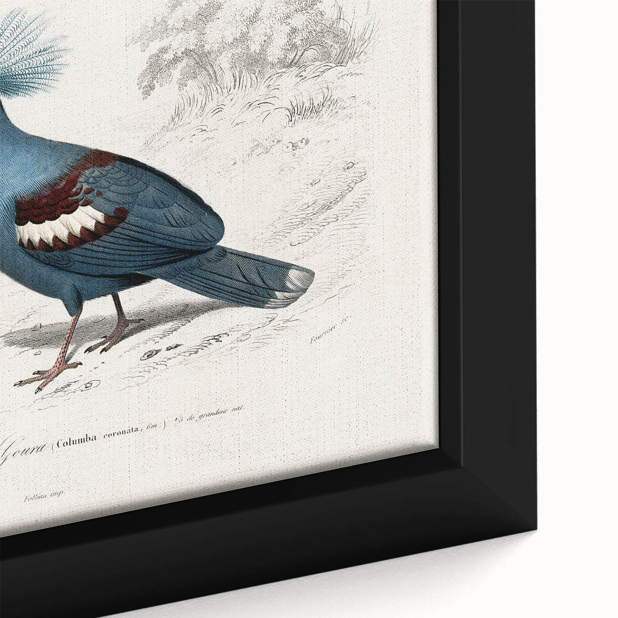 Romanticism Art: Crowned Pigeon (Goura) Illustration