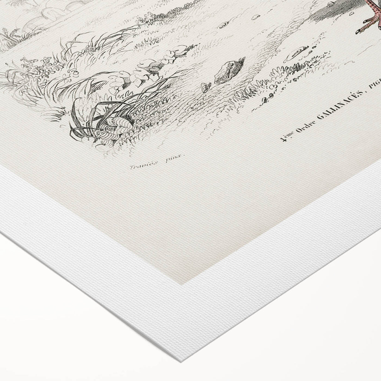 Romanticism Art: Crowned Pigeon (Goura) Illustration