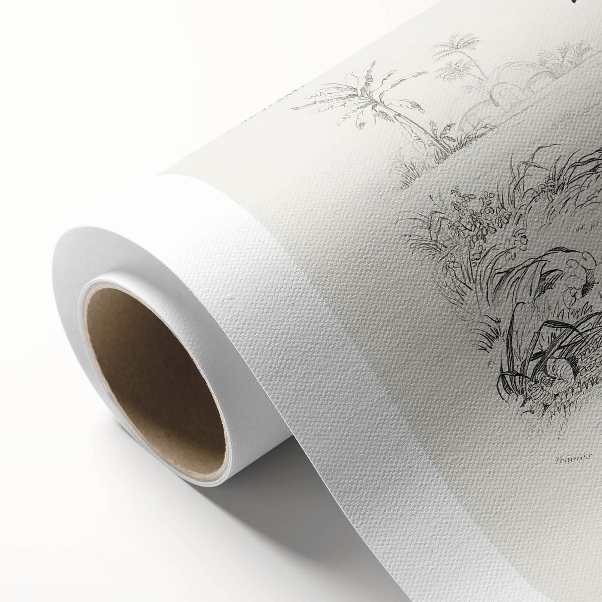 Romanticism Art: Crowned Pigeon (Goura) Illustration