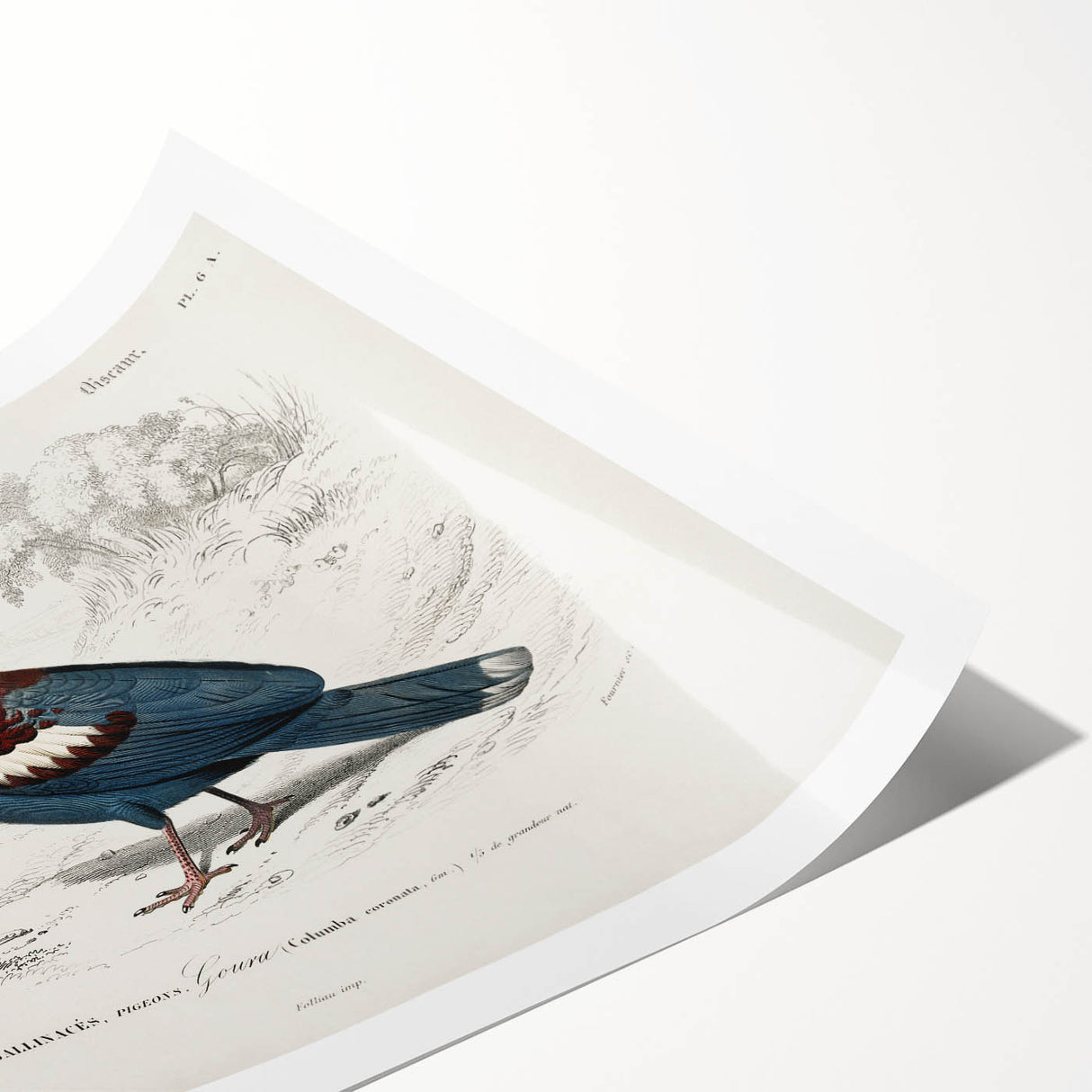 Romanticism Art: Crowned Pigeon (Goura) Illustration