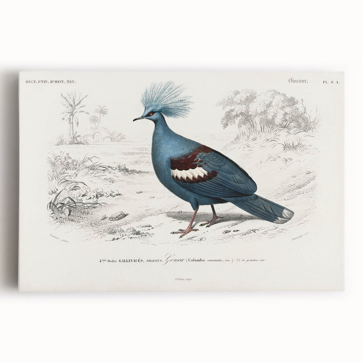 Romanticism Art: Crowned Pigeon (Goura) Illustration