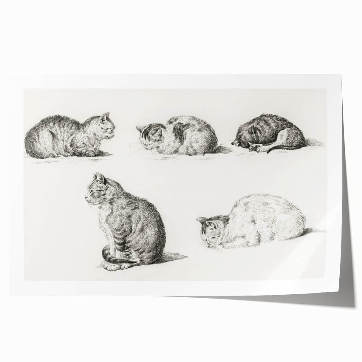 Romanticism Art: Five Studies of Cats by Jean Bernard