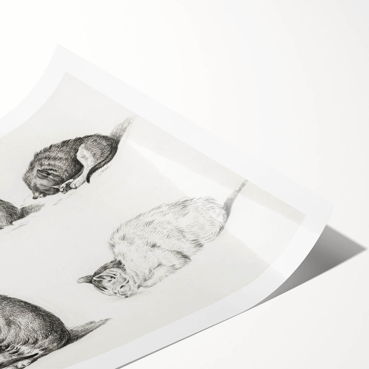 Romanticism Art: Five Studies of Cats by Jean Bernard