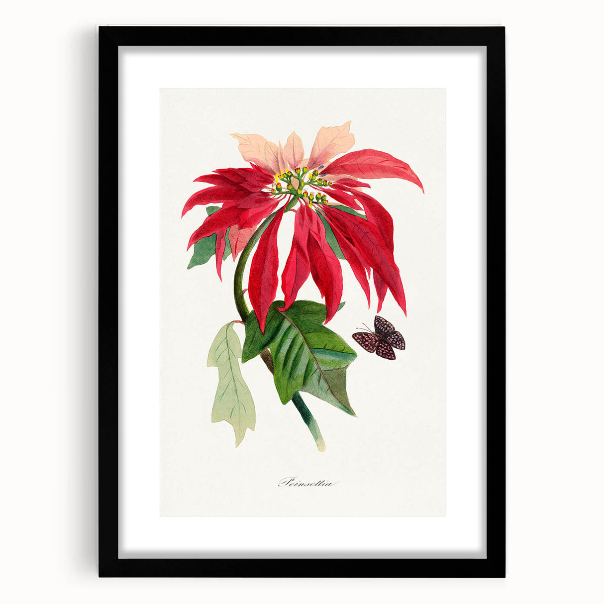 Romanticism Art - Poinsettia Flower Painting with Historical Elegance