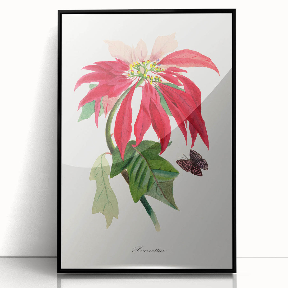 Romanticism Art - Poinsettia Flower Painting with Historical Elegance
