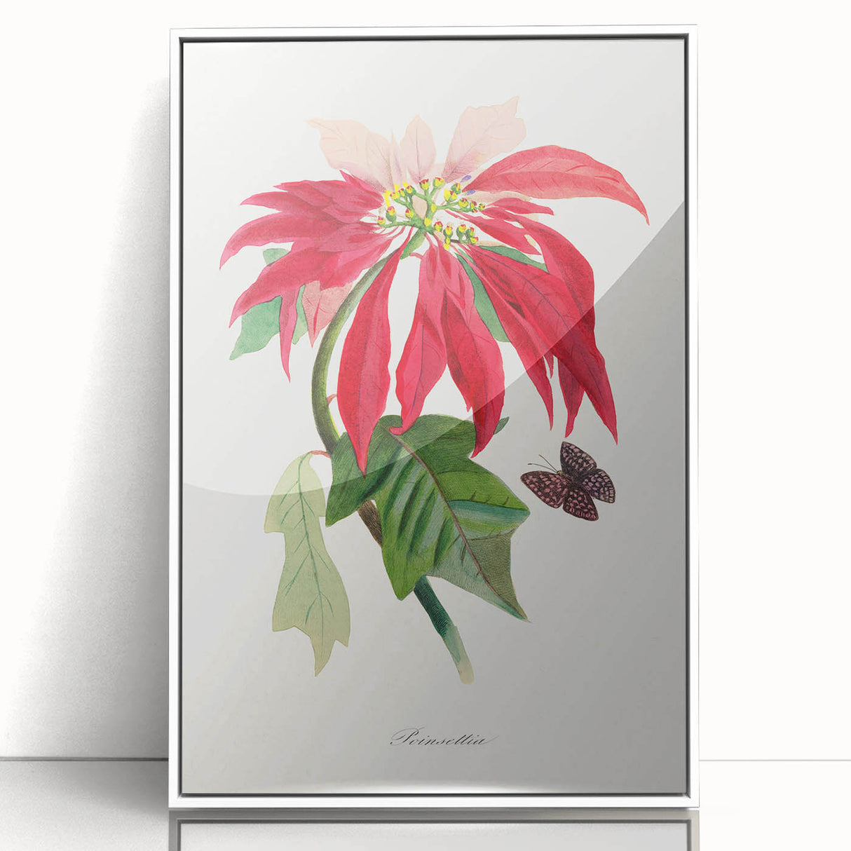 Romanticism Art - Poinsettia Flower Painting with Historical Elegance