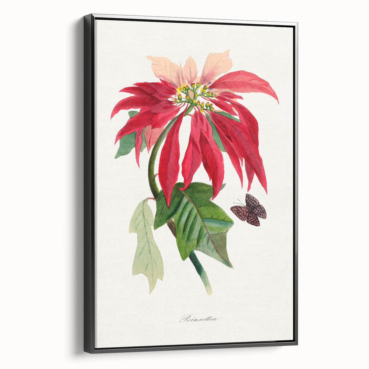 Romanticism Art - Poinsettia Flower Painting with Historical Elegance