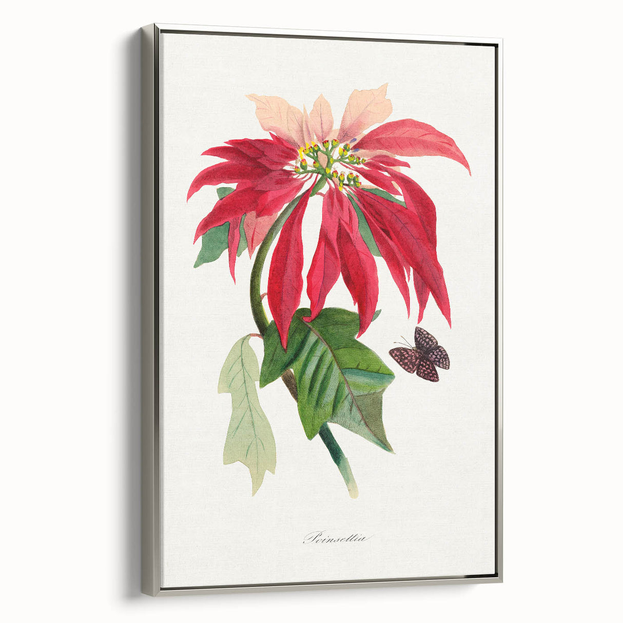 Romanticism Art - Poinsettia Flower Painting with Historical Elegance