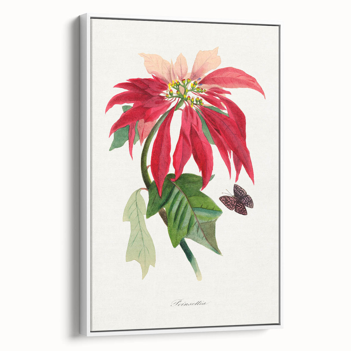 Romanticism Art - Poinsettia Flower Painting with Historical Elegance