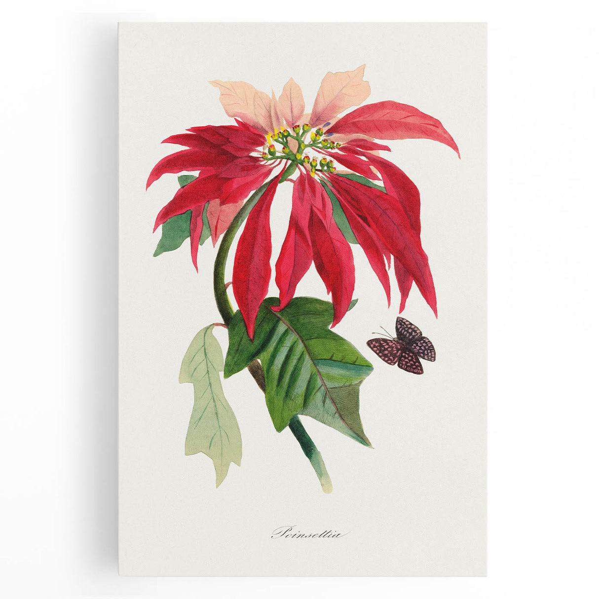 Romanticism Art - Poinsettia Flower Painting with Historical Elegance