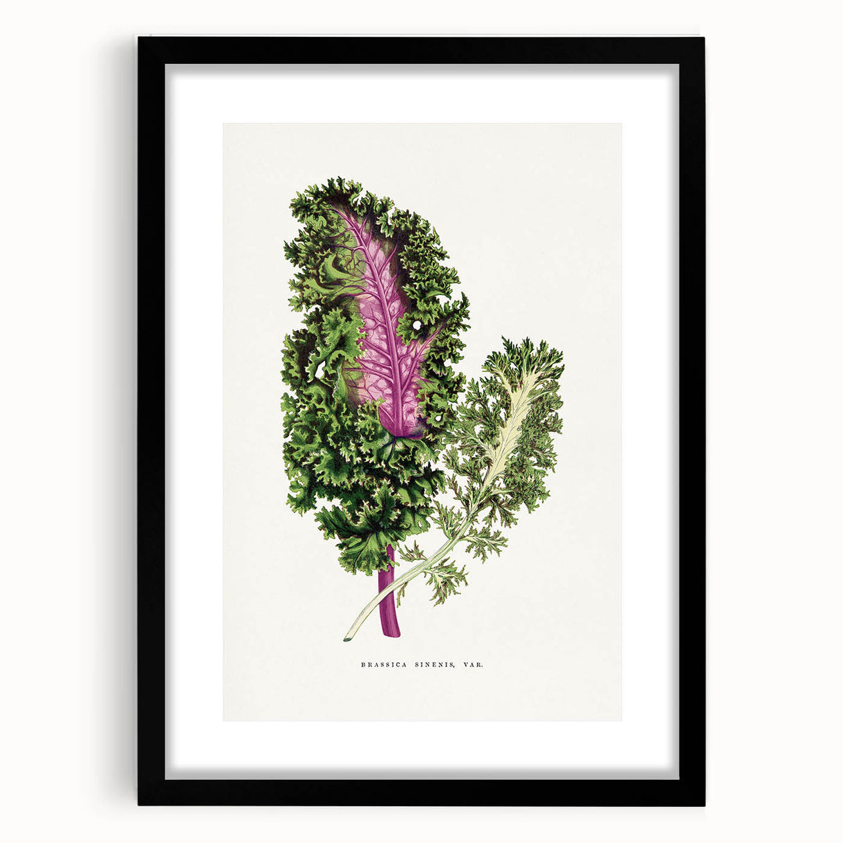 Romanticism Art - Wild Cabbage Leaf Illustration on Canvas