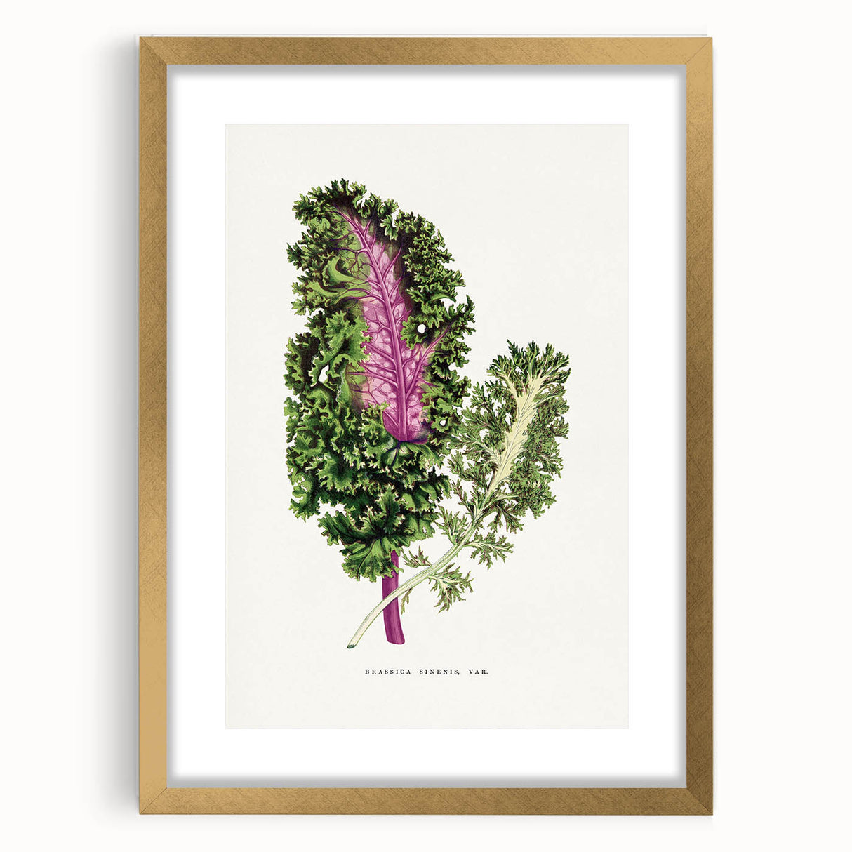 Romanticism Art - Wild Cabbage Leaf Illustration on Canvas