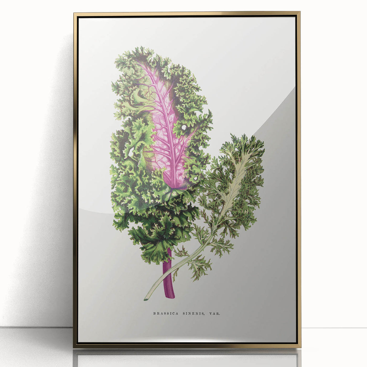 Romanticism Art - Wild Cabbage Leaf Illustration on Canvas