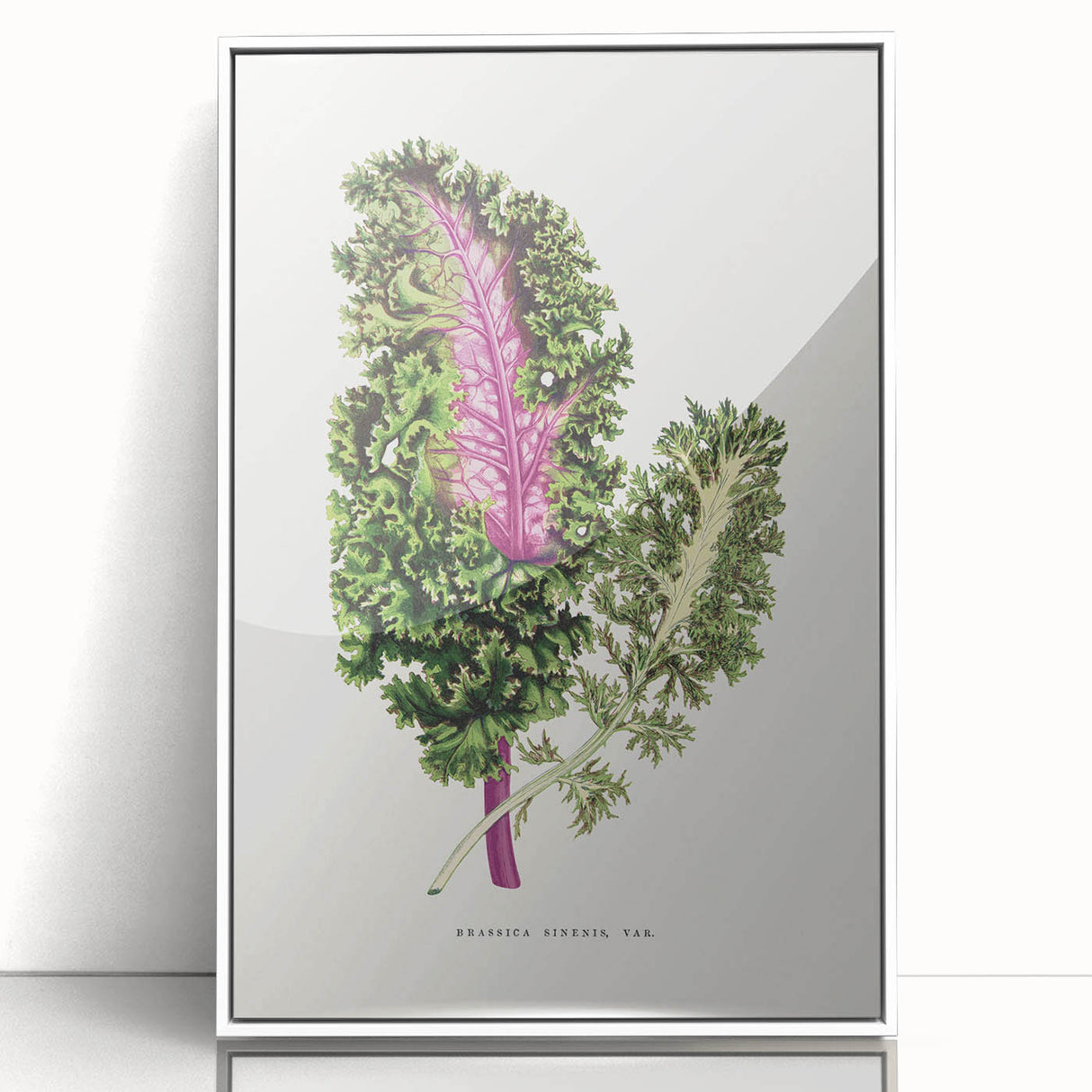 Romanticism Art - Wild Cabbage Leaf Illustration on Canvas