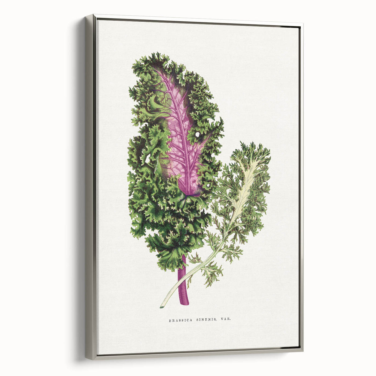 Romanticism Art - Wild Cabbage Leaf Illustration on Canvas