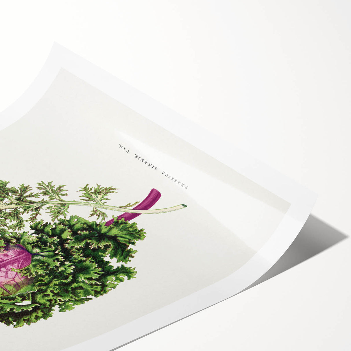 Romanticism Art - Wild Cabbage Leaf Illustration on Canvas