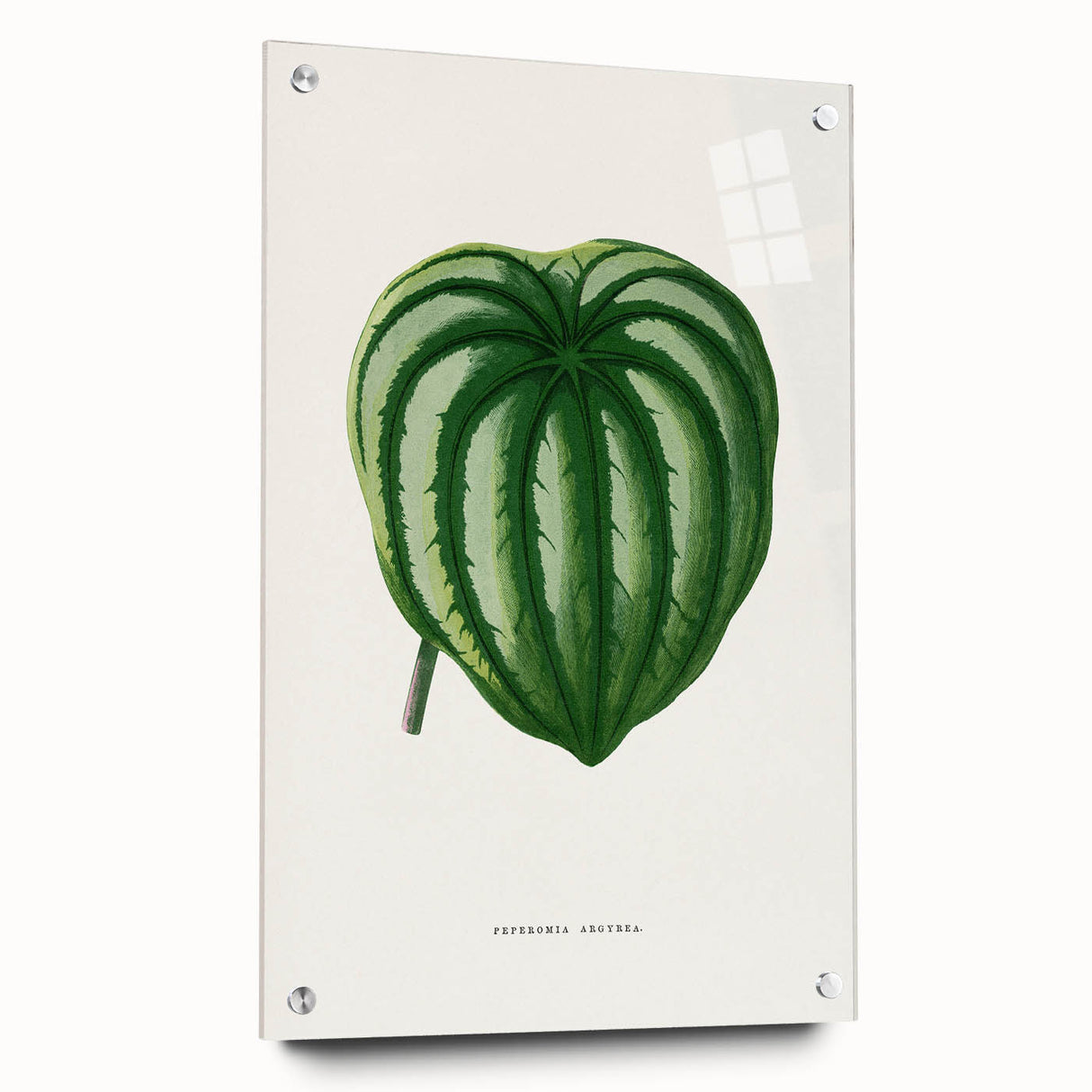 Romanticism Art - Peperomia Argyrea Leaf Illustration on Canvas